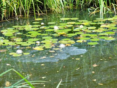 Kattints ide a teljes kép megtekintéséhez