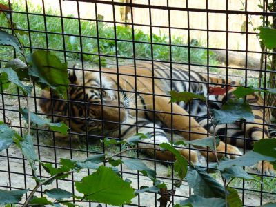 Kattints ide a teljes kép megtekintéséhez