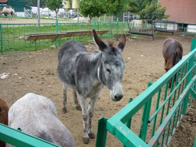 Kattints ide a teljes kép megtekintéséhez